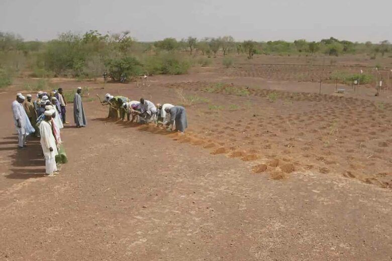 Zaï, une technique agricole, dans le village de Batodi, commune de Tajaé, Niger (juin 2012)