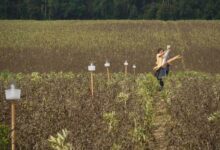 Agriodor est une startup biotech, créée après 5 ans de recherche et développement en collaboration avec l'Institut National de Recherche pour l'Agriculture, l'Alimentation et l'Environnement