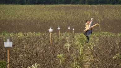 Agriodor est une startup biotech, créée après 5 ans de recherche et développement en collaboration avec l'Institut National de Recherche pour l'Agriculture, l'Alimentation et l'Environnement