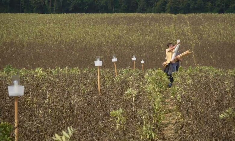 Agriodor est une startup biotech, créée après 5 ans de recherche et développement en collaboration avec l'Institut National de Recherche pour l'Agriculture, l'Alimentation et l'Environnement