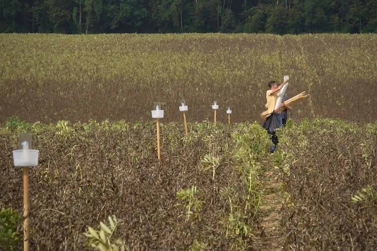 Agriodor est une startup biotech, créée après 5 ans de recherche et développement en collaboration avec l'Institut National de Recherche pour l'Agriculture, l'Alimentation et l'Environnement