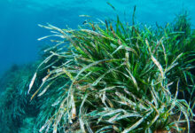 Posidonia oceanica dans la Méditerranée.
