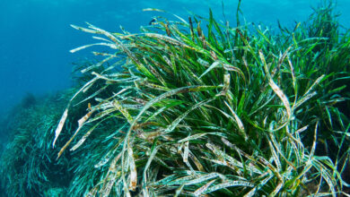 Posidonia oceanica dans la Méditerranée.