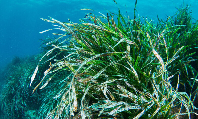 Posidonia oceanica dans la Méditerranée.