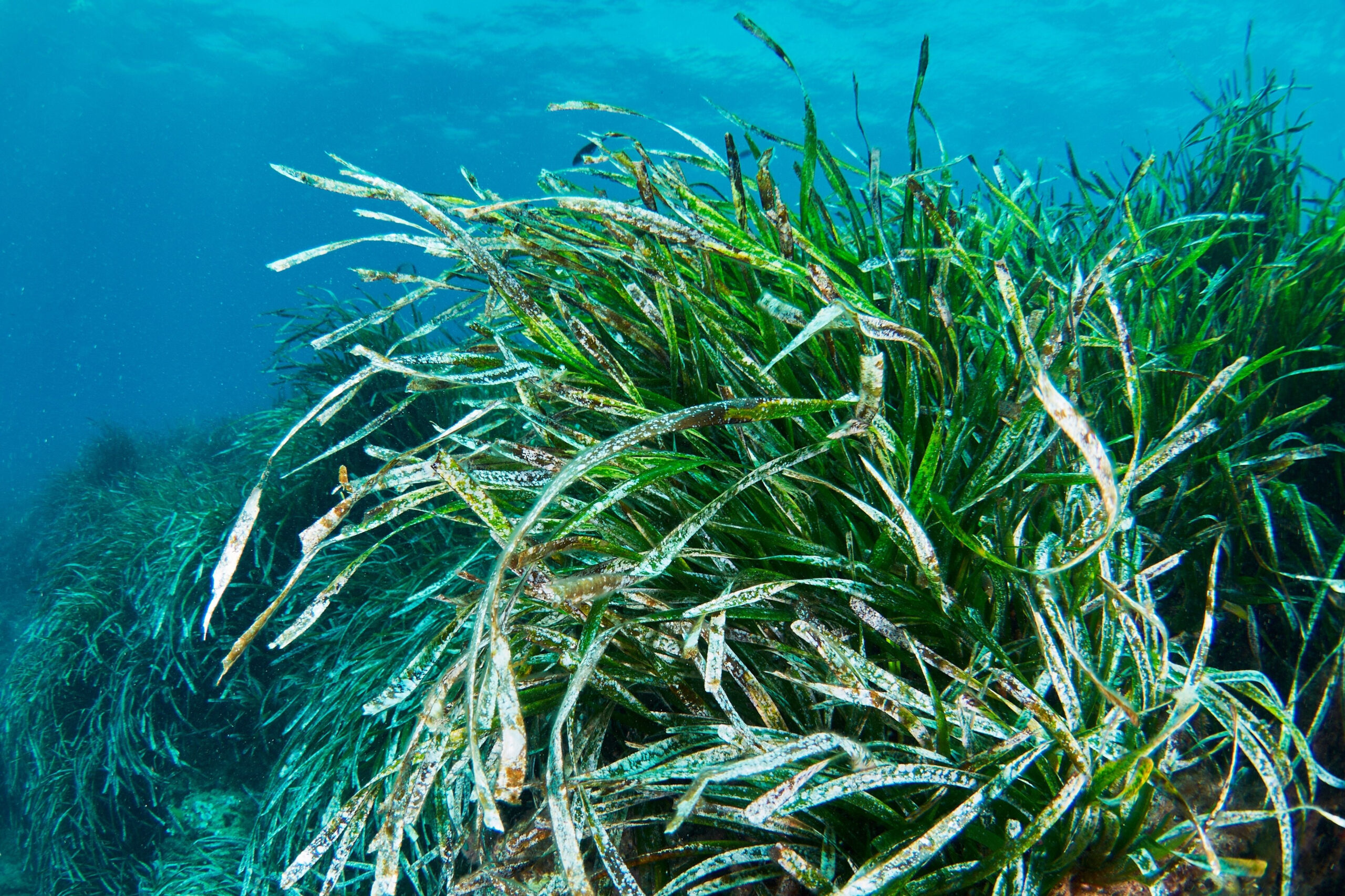 Posidonia oceanica dans la Méditerranée.