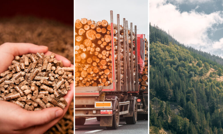 Risque-t-on une pénurie de combustibles au bois en 2023 ?