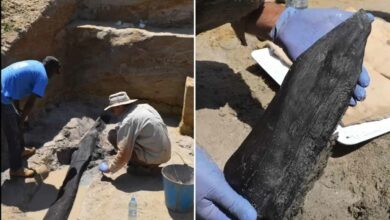 Des archéologues ont découvert les plus anciennes traces de structures artificielles en bois, datant de près d'un demi-million d'années.