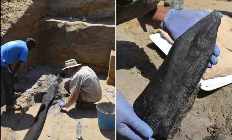 Des archéologues ont découvert les plus anciennes traces de structures artificielles en bois, datant de près d'un demi-million d'années.