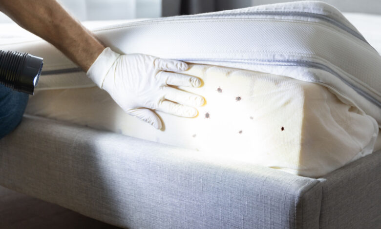 Comment lutter contre les punaises de lit ?