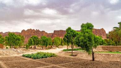 Oasis d'AlUla à AlUla, Arabie Saoudite