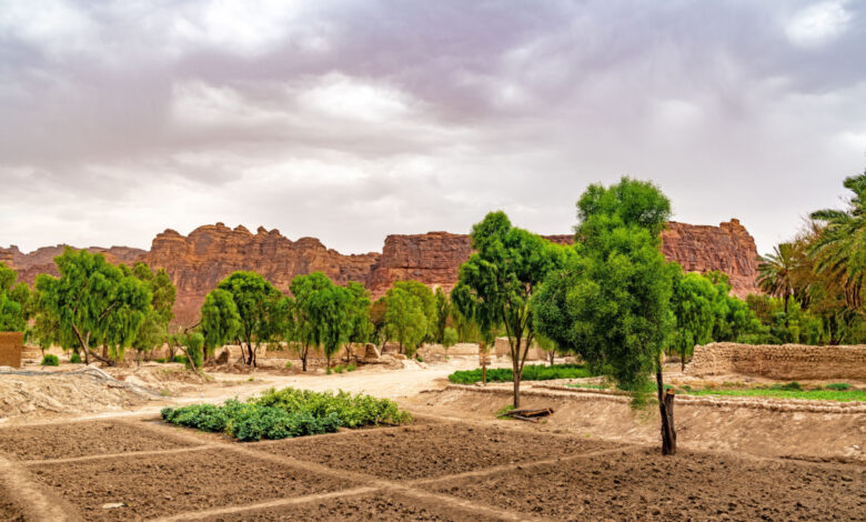 Oasis d'AlUla à AlUla, Arabie Saoudite