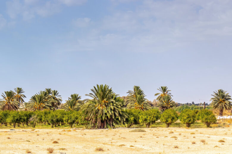 Des palmiers en Tunisie.