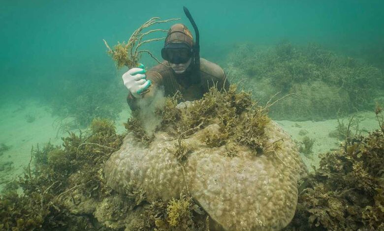 Le Dr Adam Smith retire manuellement les algues des coraux au large de Magnetic Island. Crédit photo : Roxana Caha