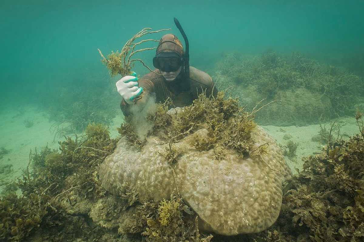 Le Dr Adam Smith retire manuellement les algues des coraux au large de Magnetic Island. Crédit photo : Roxana Caha
