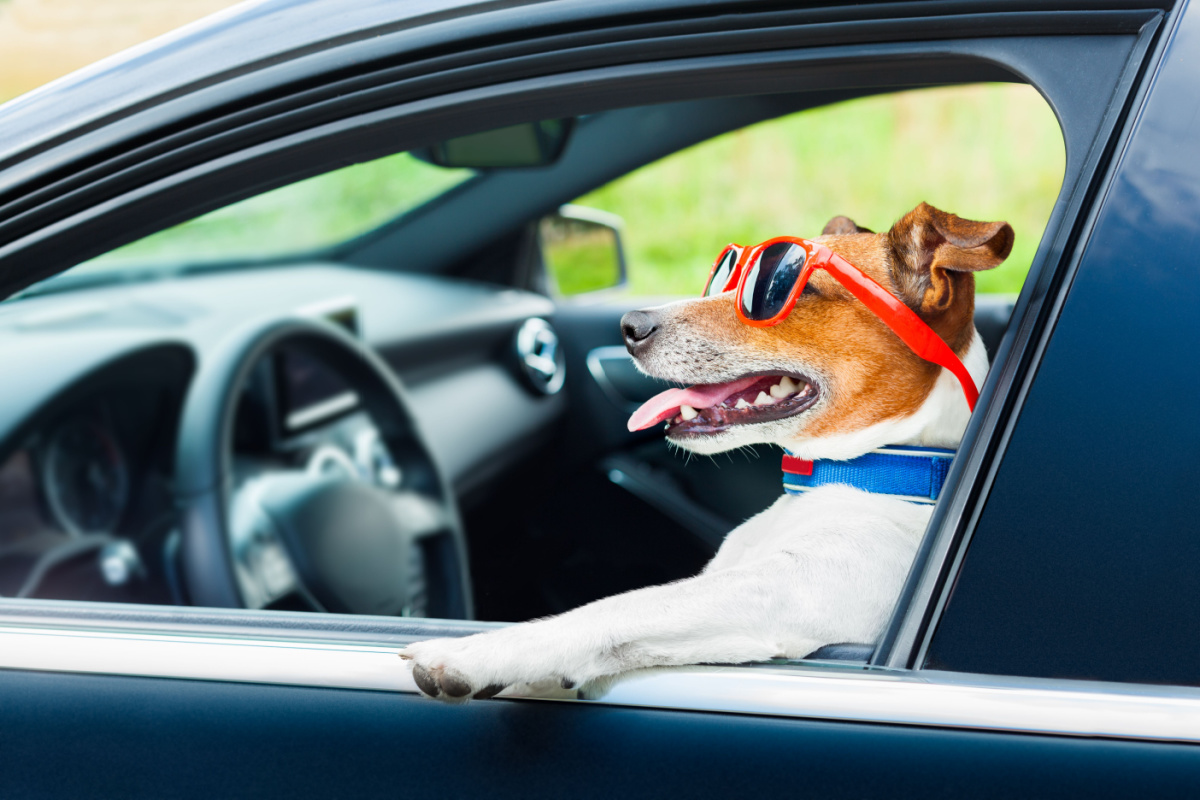 Vous ne rêvez pas, ces trois chiens ont été dressés pour conduire des  voitures - NeozOne