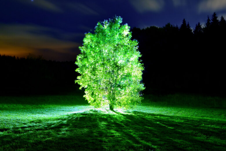 Un arbre bioluminescent pour éclaire les zones urbaines.