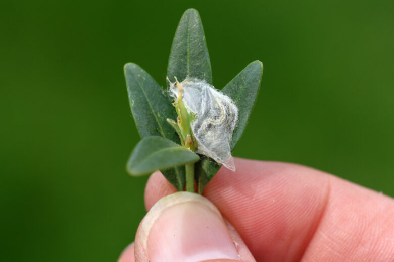 Le Cydalima perspectalis est une chenille invasive.