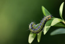 La pyrale est un papillon nocturne qui pond sur les feuilles du buis.