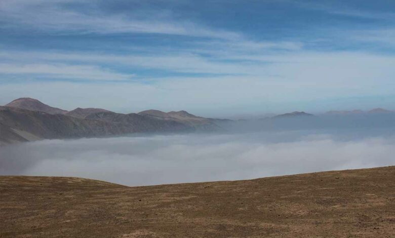 Le brouillard, une source d'eau presque inépuisable.