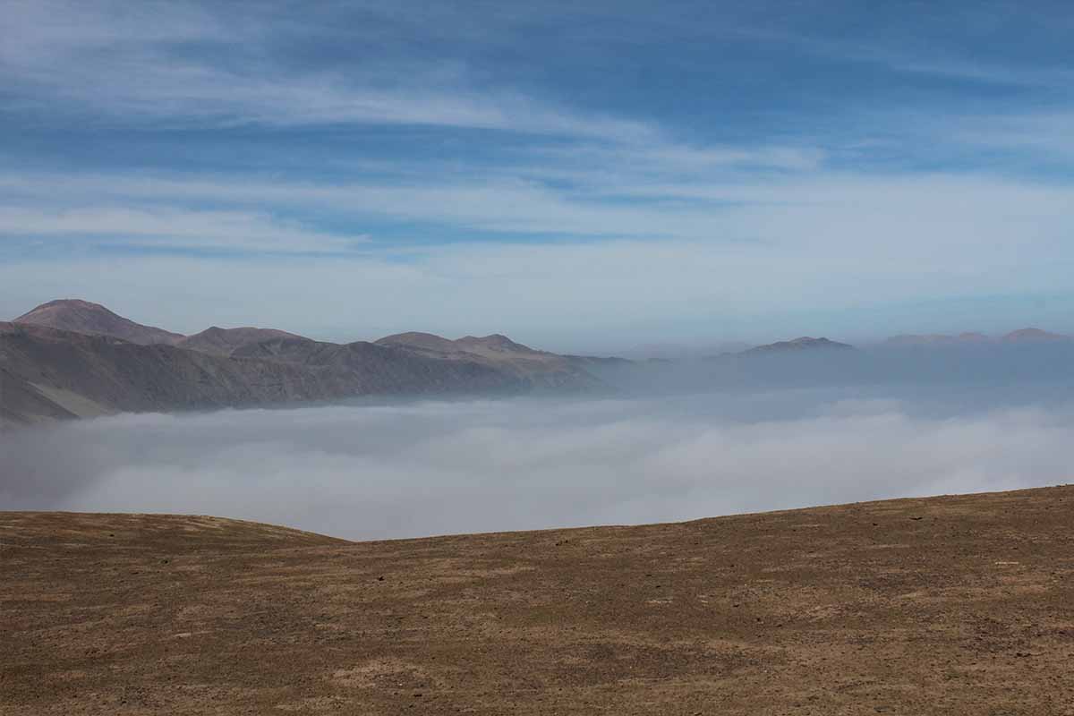 Le brouillard, une source d'eau presque inépuisable.