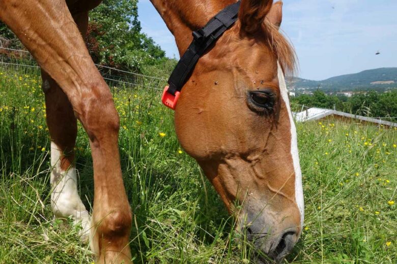 Plusieurs types de colliers pour protéger différents animaux. 