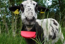 L'invention d'un collier innovant pour protéger les troupeaux d’ovins, de caprins, de bovins ou de chevaux contre les attaques de loups.