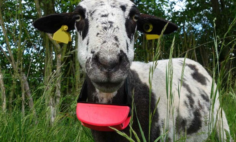 L'invention d'un collier innovant pour protéger les troupeaux d’ovins, de caprins, de bovins ou de chevaux contre les attaques de loups.