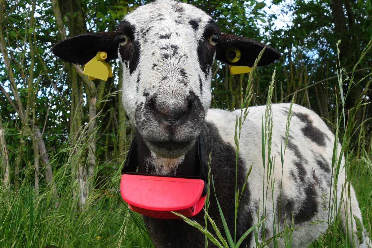 L'invention d'un collier innovant pour protéger les troupeaux d’ovins, de caprins, de bovins ou de chevaux contre les attaques de loups.