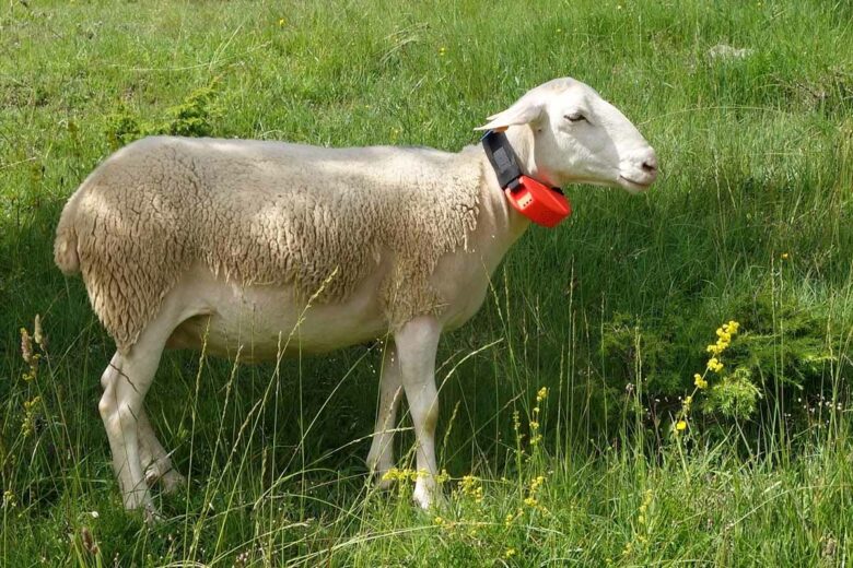 En cas d'attaque de loup le collier active une puissante alarme à ultra-haute fréquence et de puissantes lumières stroboscopiques.