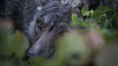 L'invention d'un collier anti-loup pour protéger les troupeaux.