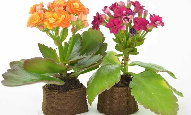 L'impression d'une jardinière de fleurs à partir de marc de café.