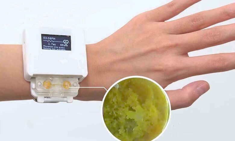 L'invention d'une montre « vivante » alimentée par un blob qui