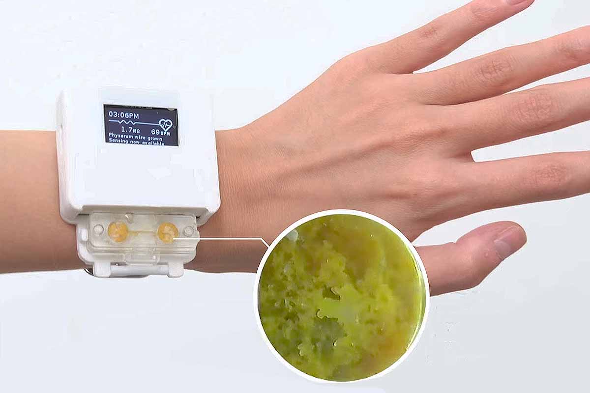 Les chercheurs d’UChicago ont créé une montre alimentée par un Blob qui doit être nourri et soigné pour fonctionner.