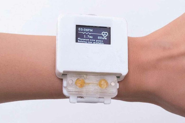 Des scientifiques ont créé une montre intelligente et vivante alimentée par des moisissures visqueuses.