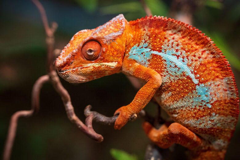 Comme un caméléon.