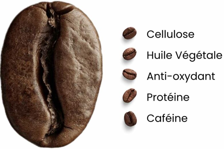 La composition d'un grain de café.