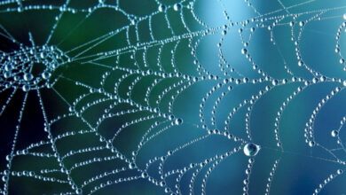 Un chercheur s'inspire des toiles d'araignées et des coléoptères pour récolter de l'eau douce dans l'air.