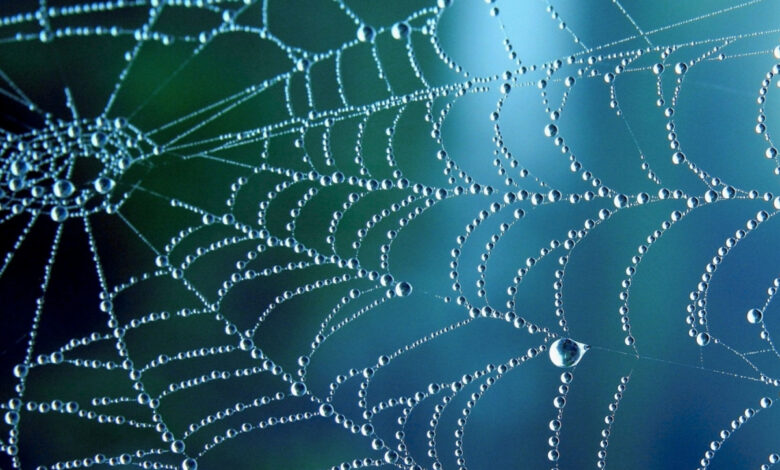 Un chercheur s'inspire des toiles d'araignées et des coléoptères pour récolter de l'eau douce dans l'air.