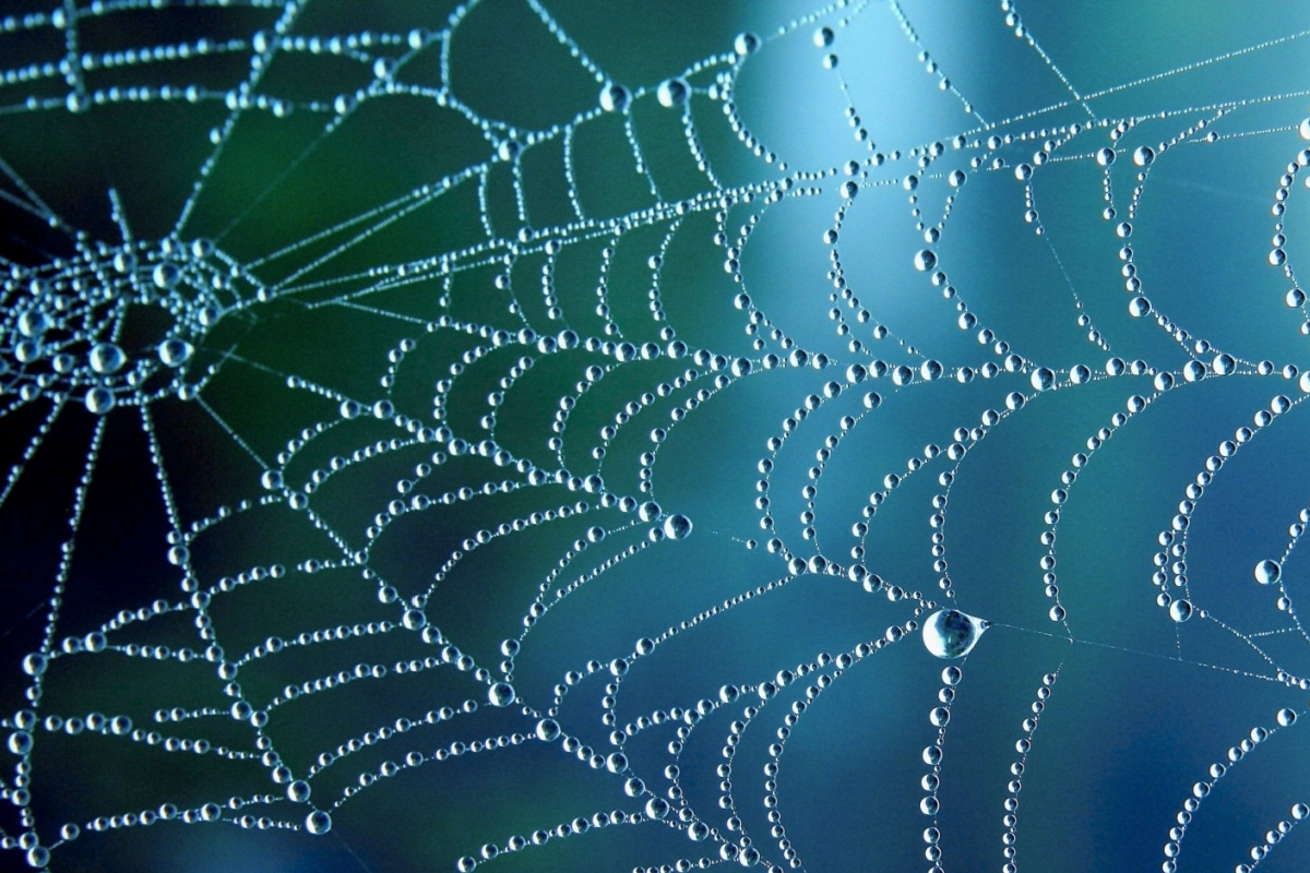 Un chercheur s'inspire des toiles d'araignées et des coléoptères pour récolter de l'eau douce dans l'air.