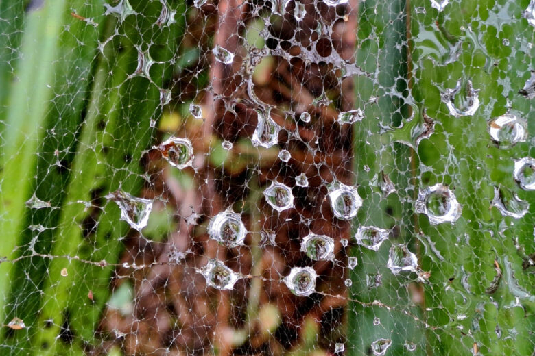 Une équipe de chercheurs a inventé un nouveau système inspiré par la nature pour capter la vapeur d’eau présente dans l’air et la transformer en liquide.