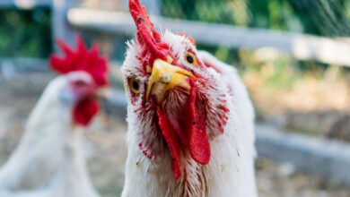 Des scientifiques peuvent désormais déchiffrer les états émotionnels des poulets en écoutant leurs vocalisations.