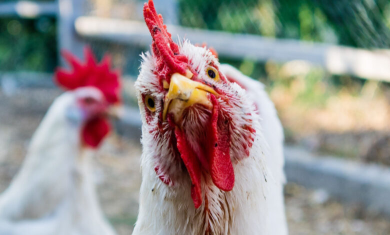 Des scientifiques peuvent désormais déchiffrer les états émotionnels des poulets en écoutant leurs vocalisations.