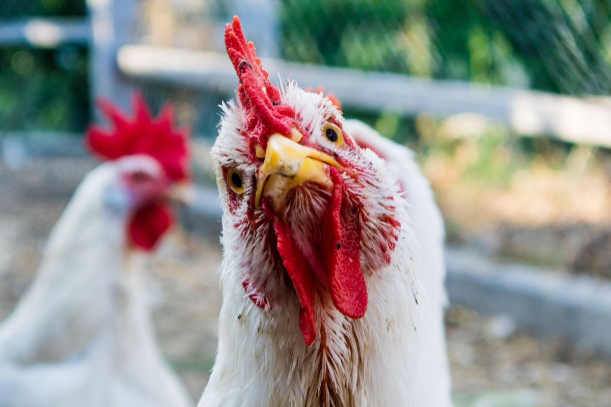 Des scientifiques peuvent désormais déchiffrer les états émotionnels des poulets en écoutant leurs vocalisations.