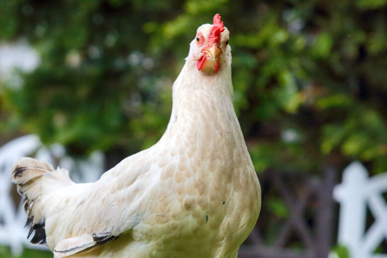 Cette recherche procure des informations approfondies sur le bien-être des poulets, mettant en lumière leurs émotions, notamment la faim, la peur, le contentement et la détresse.
