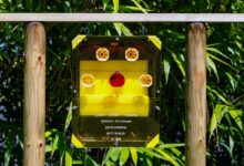 Un piège sélectif et innovant contre les frelon asiatique et sans danger pour les autres insectes utiles à la biodiversité.