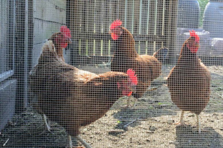 Est-il obligatoire de déclarer ses poules au jardin ? (Oui !)