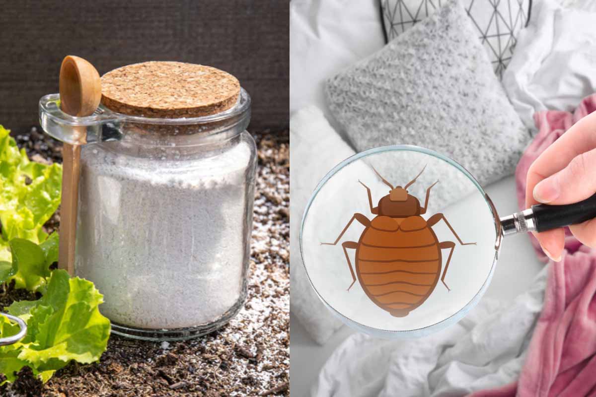 Terre de diatomée : 3 astuces pour l'utiliser dans la maison