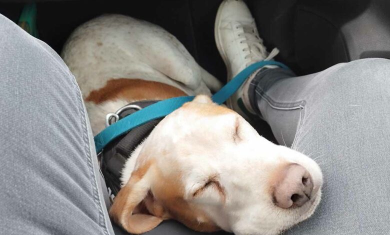 Du CBD pour apaiser les chiens.