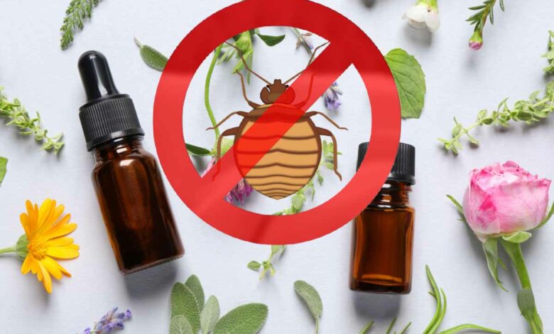 Les huiles essentielles peuvent-elles limiter l'invasion des punaises de lit ?