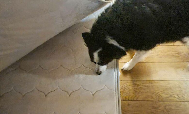 Le chien, une solution pour dépister des punaises de lit.